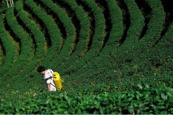 Explore Japan’s Rich Farming Heritage: A Guide for Travelers 