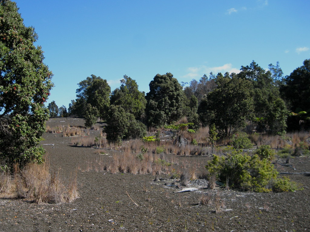 The Essentials of Lot Clearing for Sustainable Land Management