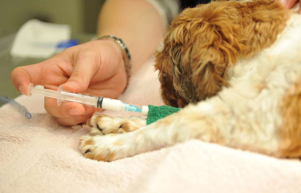 Why Playtime is Crucial for Your Pet’s Health?