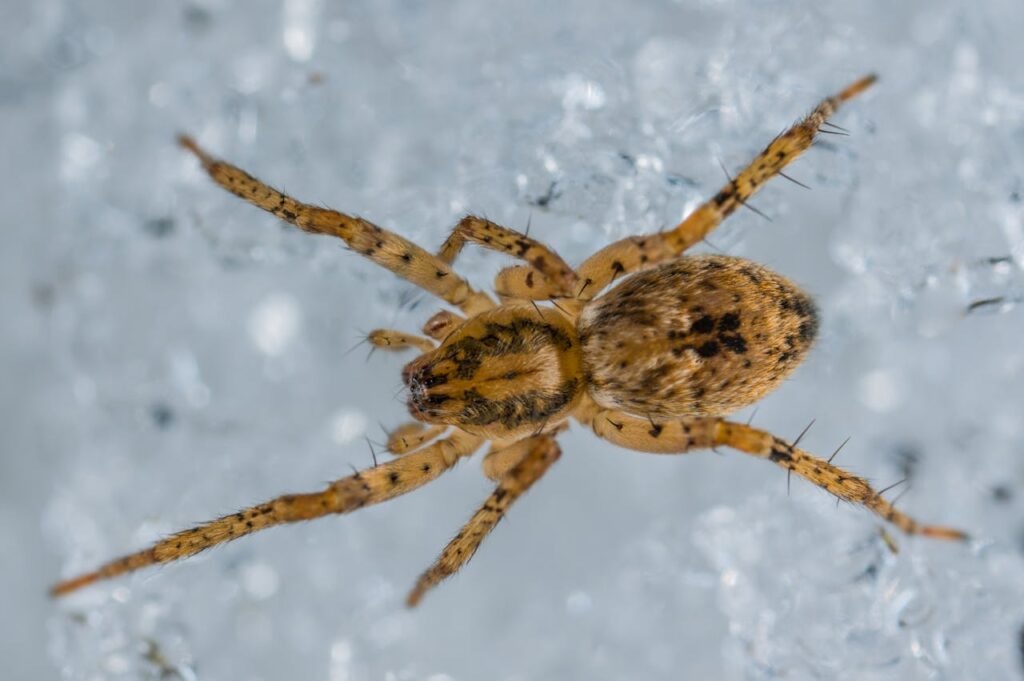 The Cold Doesn’t Stop Them: Understanding Winter Pest Behavior