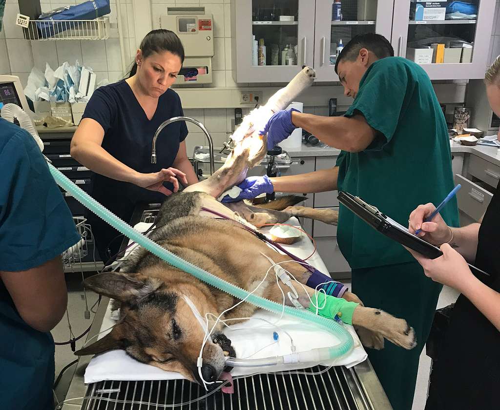 How To Choose The Right Veterinary Hospital For Your Pet