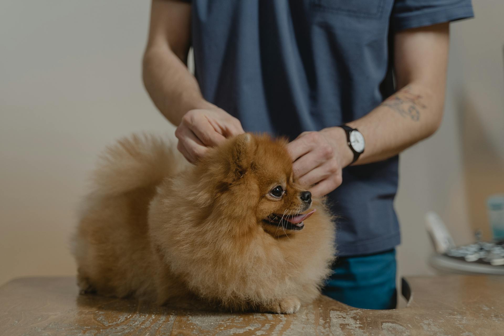 How Animal Clinics Help with Vaccinations and Parasite Prevention