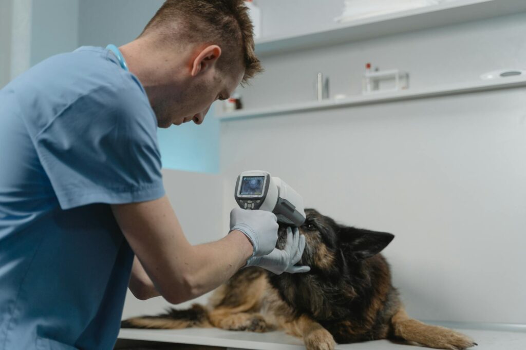 How General Vets Help With Nutrition And Weight Management