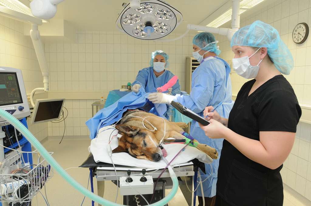 The Adoption Of Robotic Surgery In Veterinary Hospital Settings