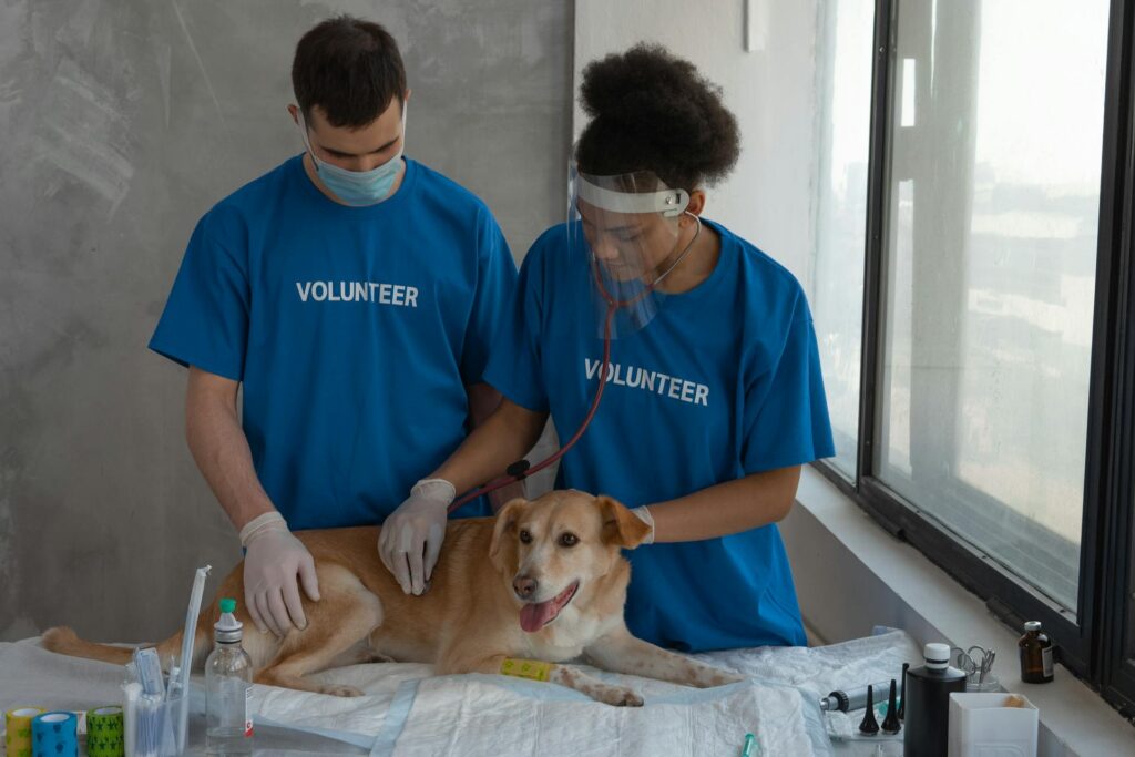 5 Benefits Of Choosing A Veterinary Hospital Over A Small Clinic