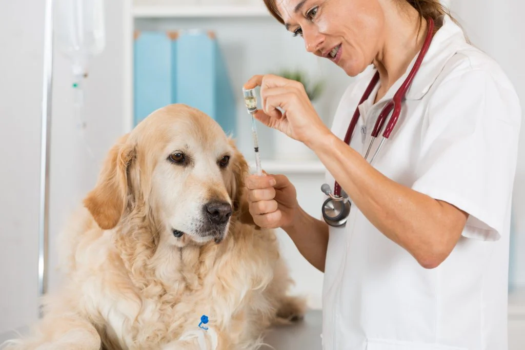 The Difference Between Emergency And Urgent Care For Pets
