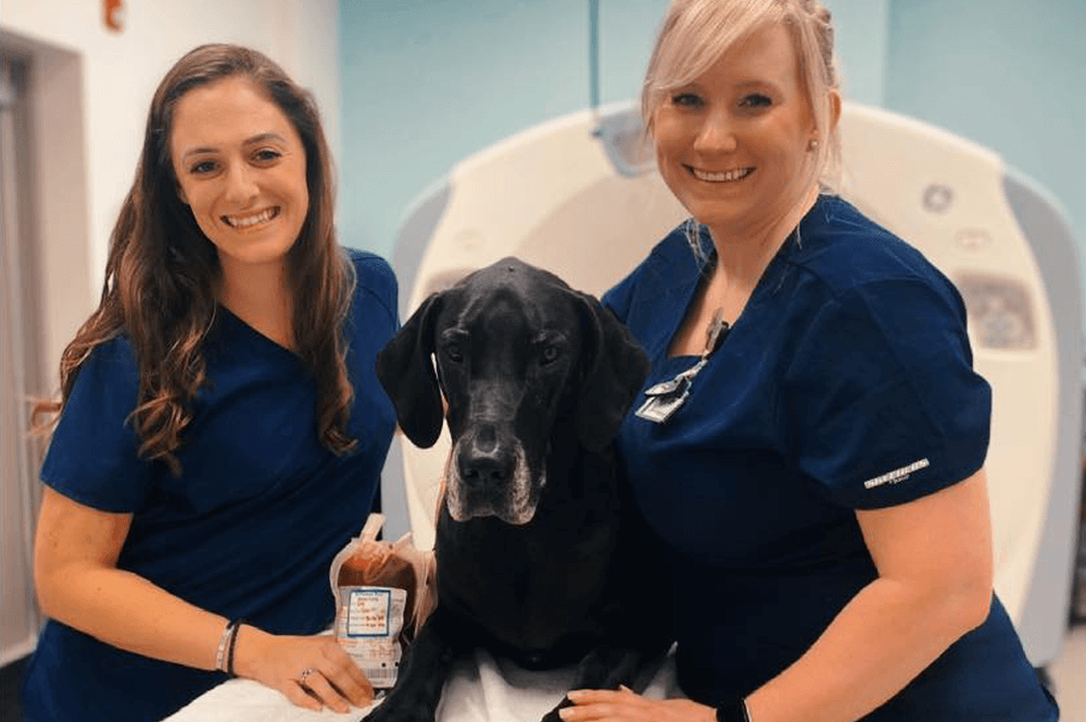 Why Vaccinations Are A Cornerstone Of General Veterinary Care