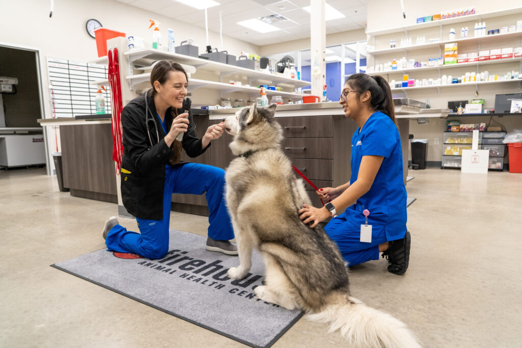 Why Animal Hospitals Are Expanding Telemedicine Services