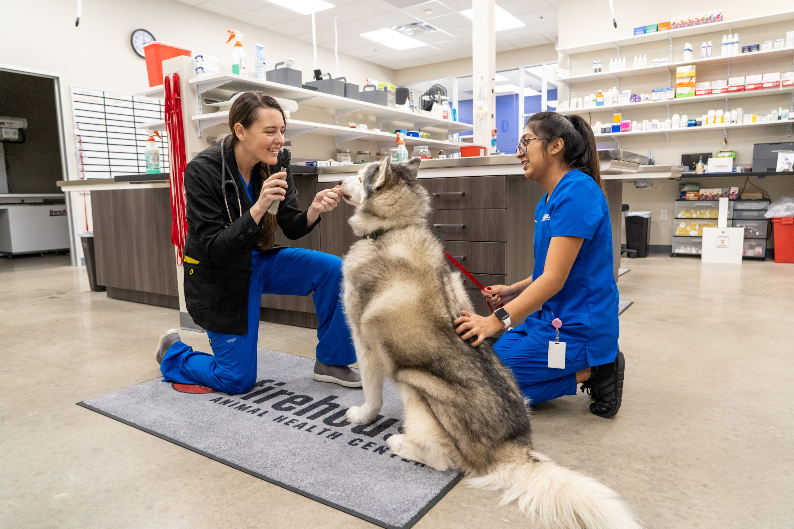 Why Animal Hospitals Are Expanding Telemedicine Services