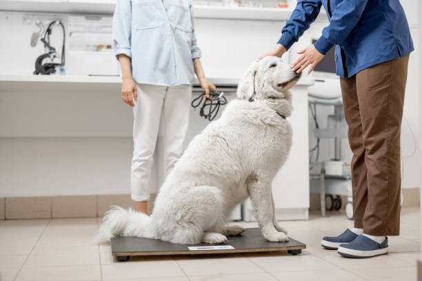 How General Vets Monitor Weight and Obesity in Pets