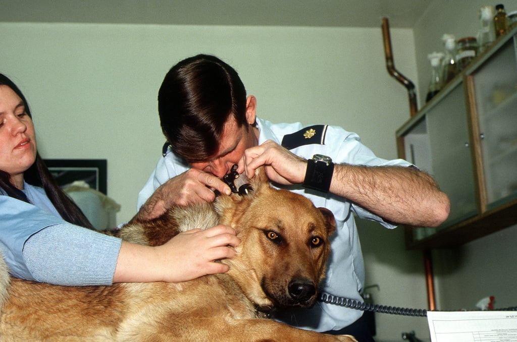 Choosing The Right General Veterinarian For Your Pet