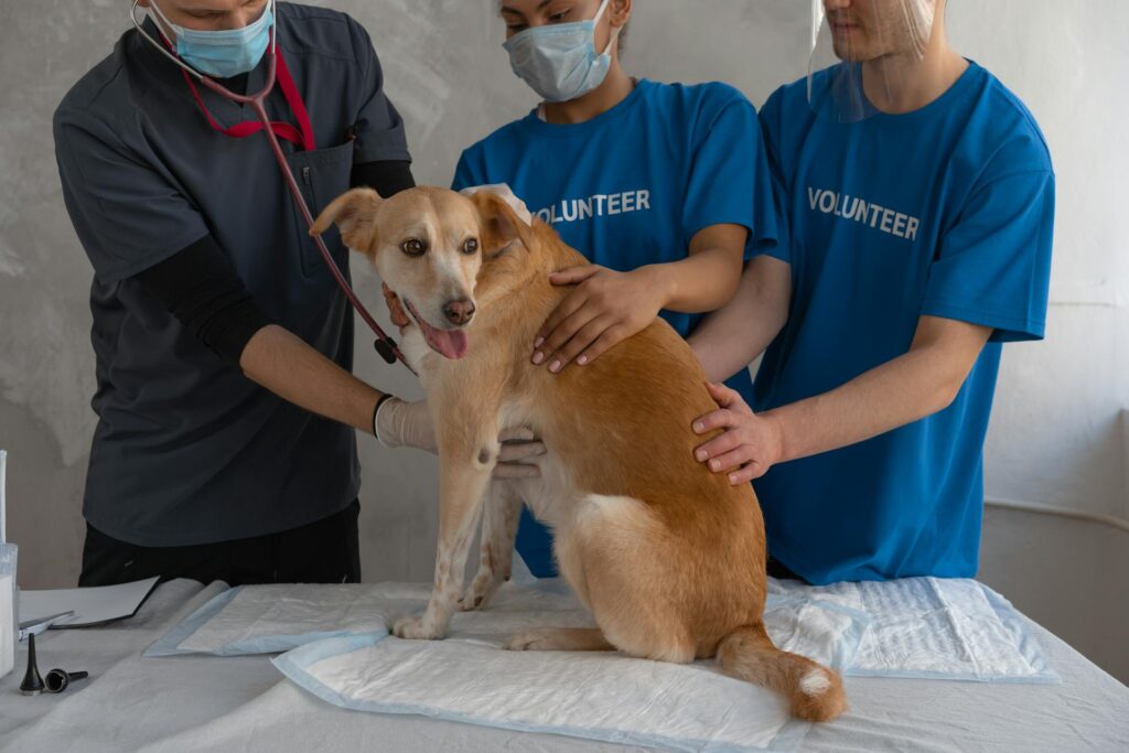 Why Choosing The Right Animal Hospital Matters For Your Pet’s Health