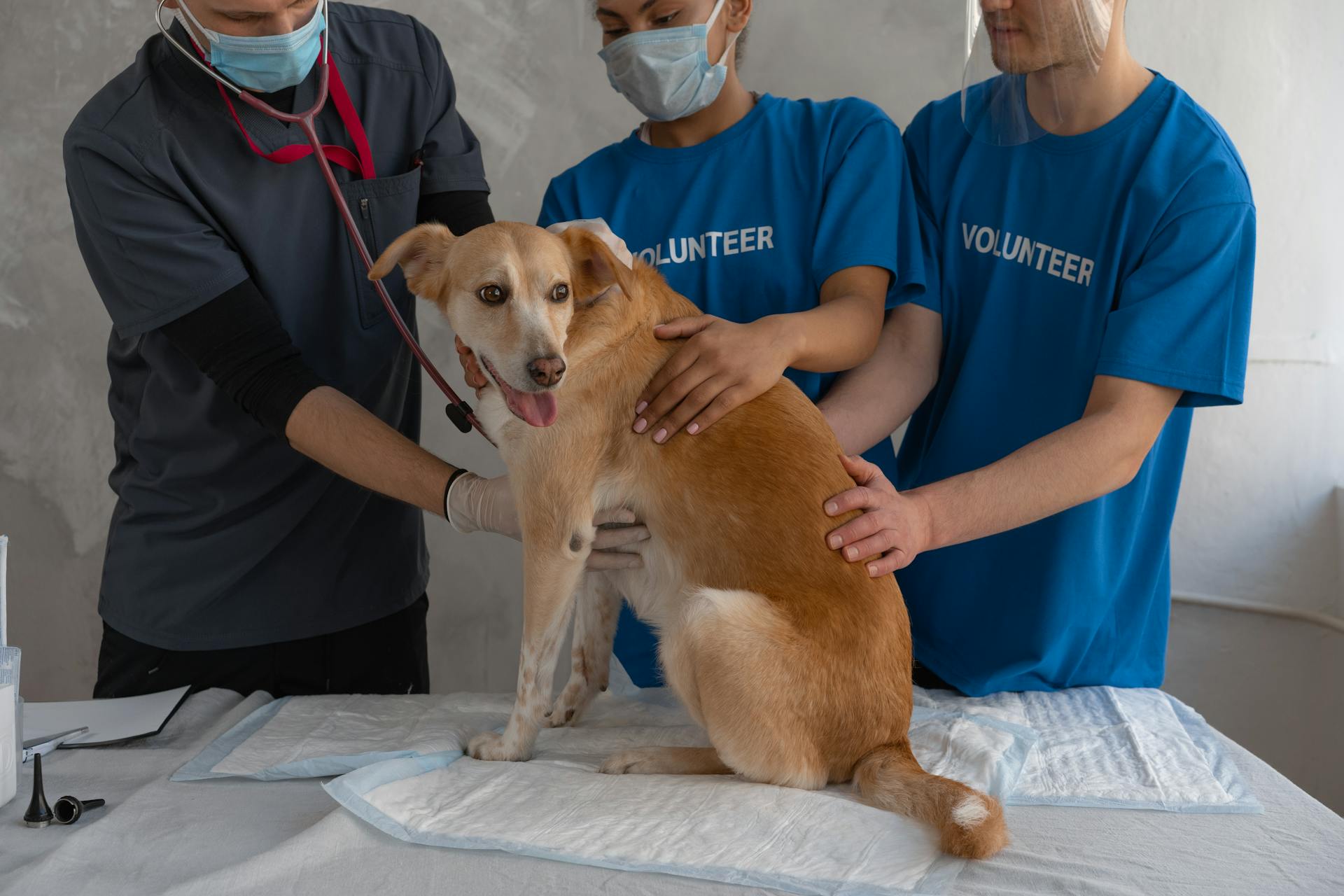 Why Choosing The Right Animal Hospital Matters For Your Pet’s Health