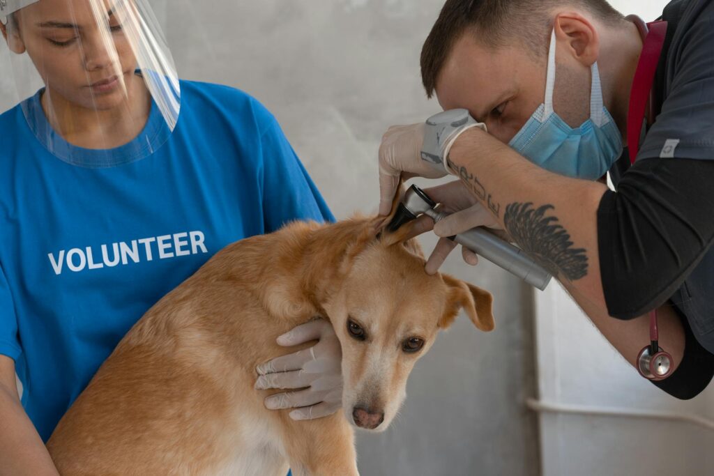 4 Benefits Of Choosing A Local Animal Clinic For Your Pet