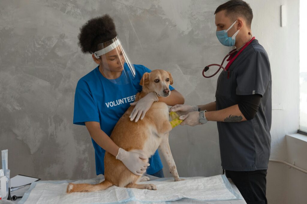 How Emergency Care In Animal Hospitals Saves Lives