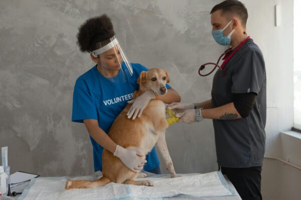 How Emergency Care In Animal Hospitals Saves Lives