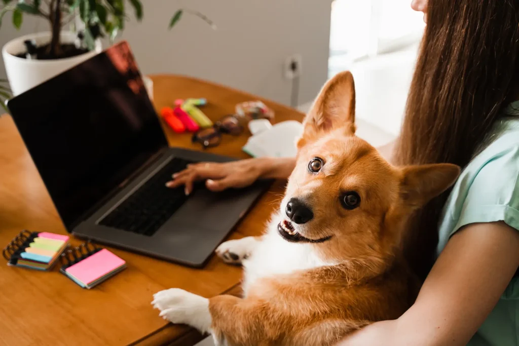 The Role Of Animal Hospitals In Surgical Pet Care