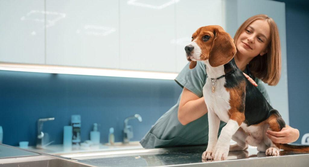 Why Ongoing Veterinary Care Builds Pet Owner Confidence