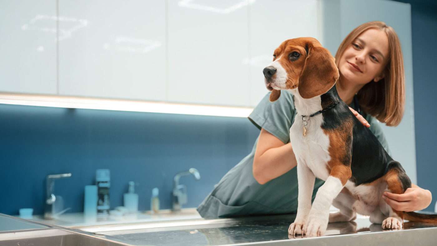 Why Ongoing Veterinary Care Builds Pet Owner Confidence