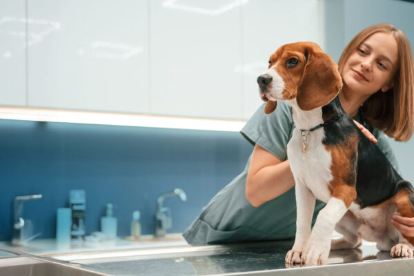 Why Ongoing Veterinary Care Builds Pet Owner Confidence