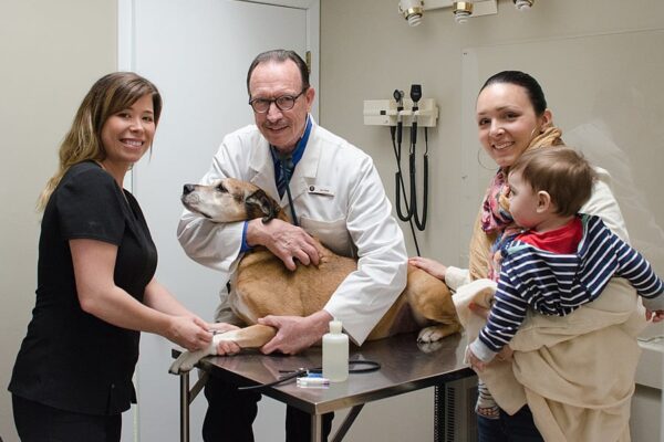 4 Common Procedures Performed In Veterinary Hospitals