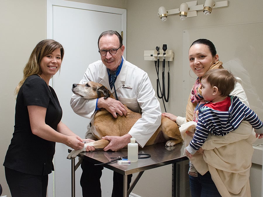 4 Common Procedures Performed In Veterinary Hospitals
