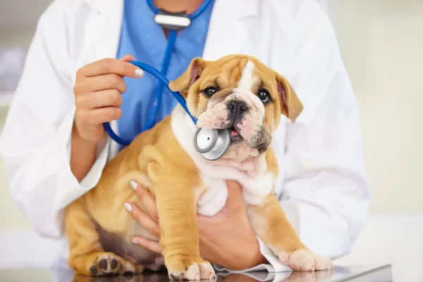 Why Veterinary Record Keeping Improves Long Term Care