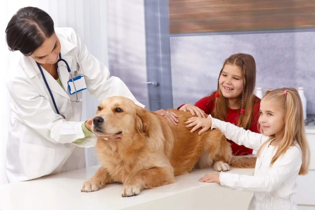 How Animal Clinics Help Manage Allergies In Pets