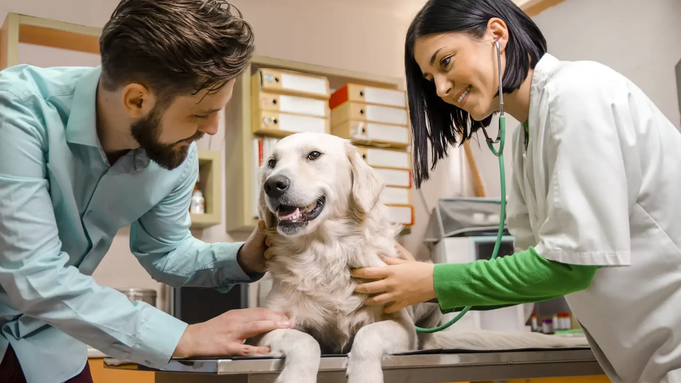 The Role Of Animal Hospitals In Early Disease Detection