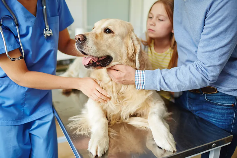 Spaying And Neutering: What Pet Owners Need To Know