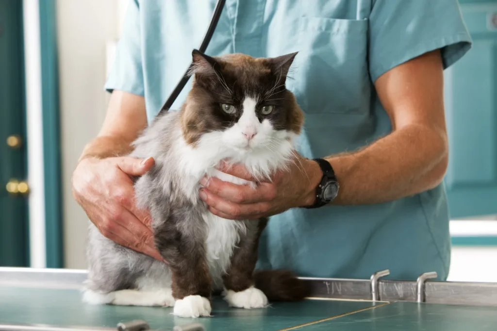 Why Animal Hospitals Are Indispensable For Surgical Recovery