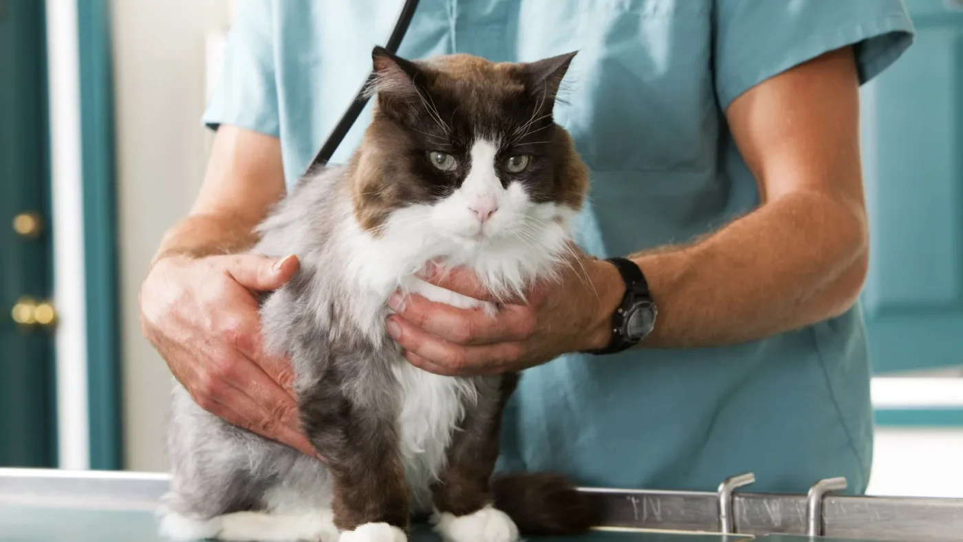 Why Animal Hospitals Are Indispensable For Surgical Recovery