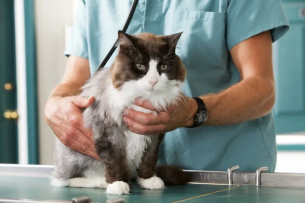 Why Animal Hospitals Are Indispensable For Surgical Recovery