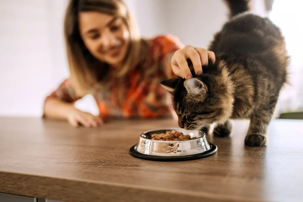 How Vet Clinics Provide Tailored Nutrition And Weight Management Plans