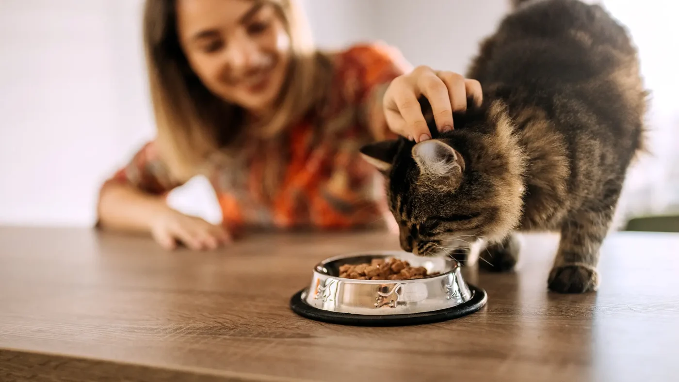 How Vet Clinics Provide Tailored Nutrition And Weight Management Plans