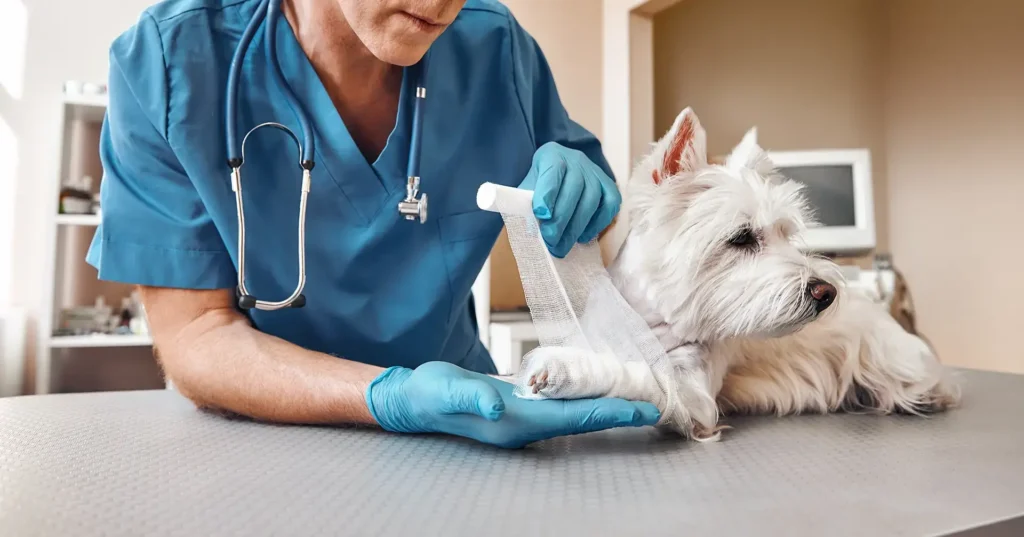 How Veterinary Clinics Manage Pain and Post-Surgical Care