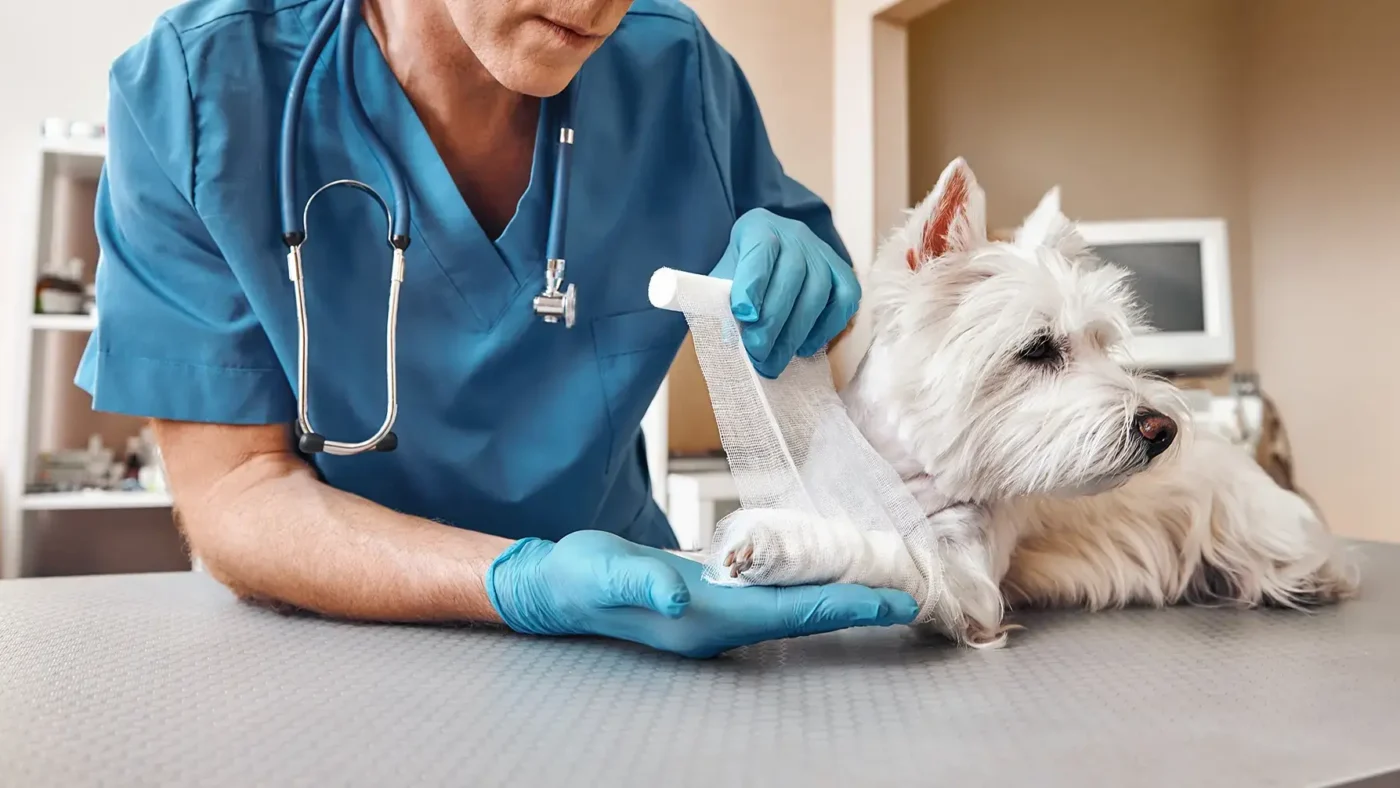 How Veterinary Clinics Manage Pain and Post-Surgical Care