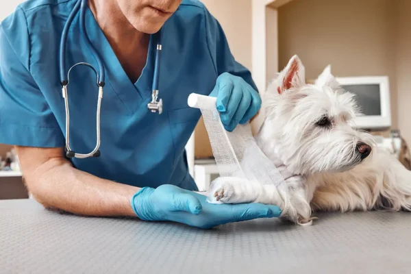 How Veterinary Clinics Manage Pain and Post-Surgical Care