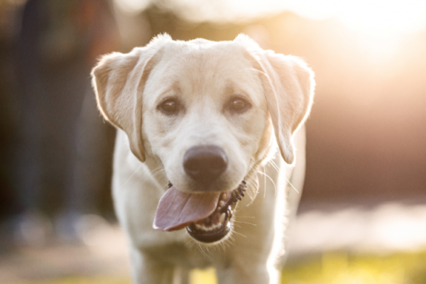 5 Signs Your Pet May Need Advanced Imaging At A Hospital