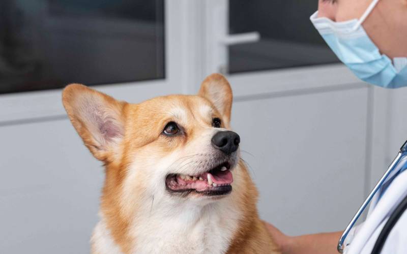 Why Regular Weigh Ins Are Important For Pet Health