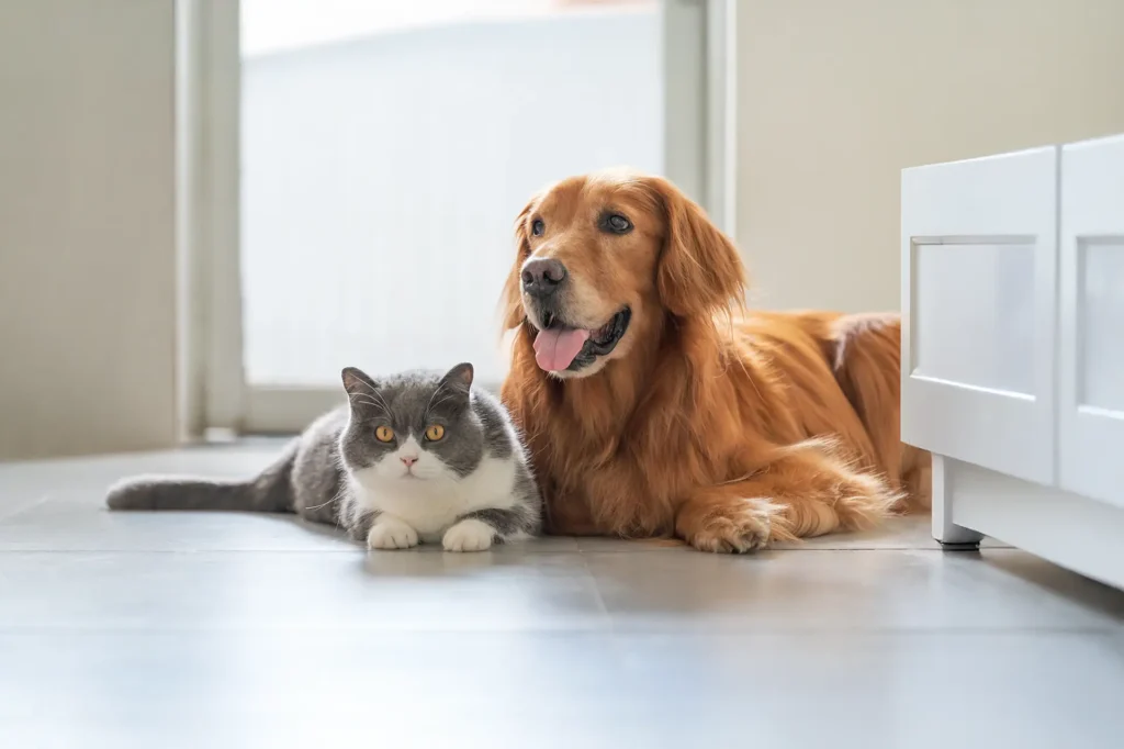 5 Benefits Of Annual Wellness Exams For Dogs And Cats