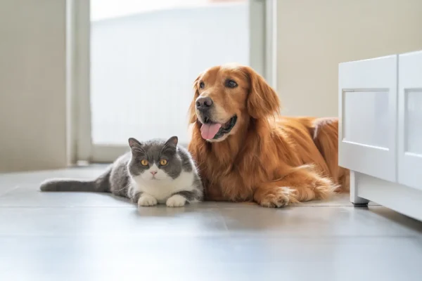 5 Benefits Of Annual Wellness Exams For Dogs And Cats