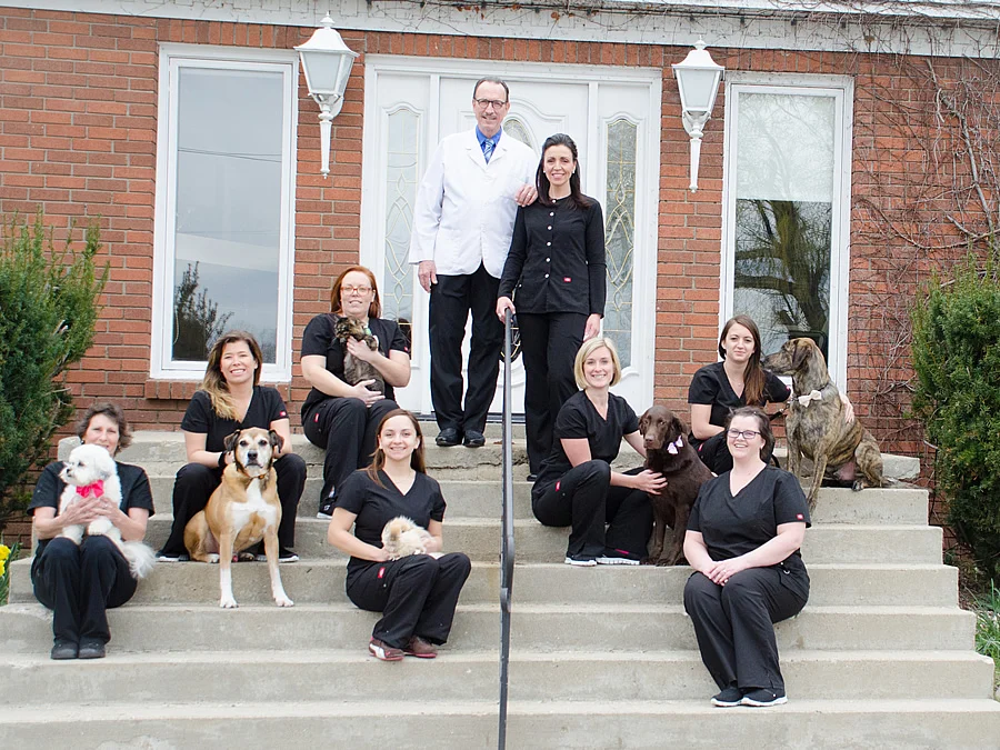 4 Ways Veterinary Hospitals Collaborate With Specialists To Support Your Pet
