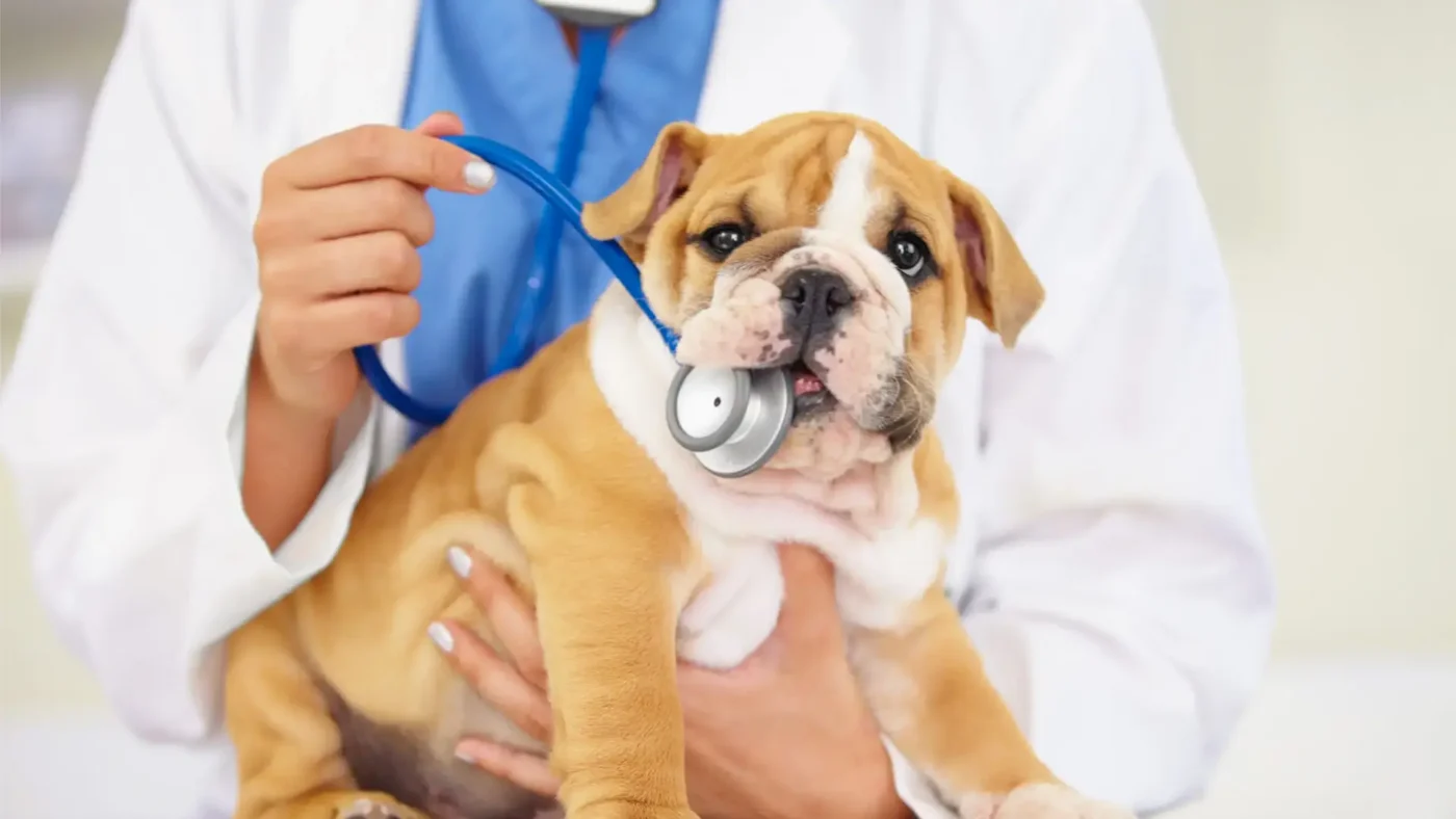 Why General Veterinarians Are A Lifeline For Rural Communities