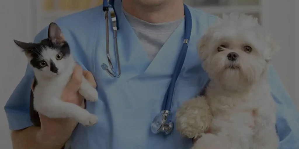 The Role Of Urgent Care In Preventing Pet Emergencies