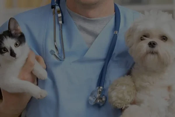 The Role Of Urgent Care In Preventing Pet Emergencies