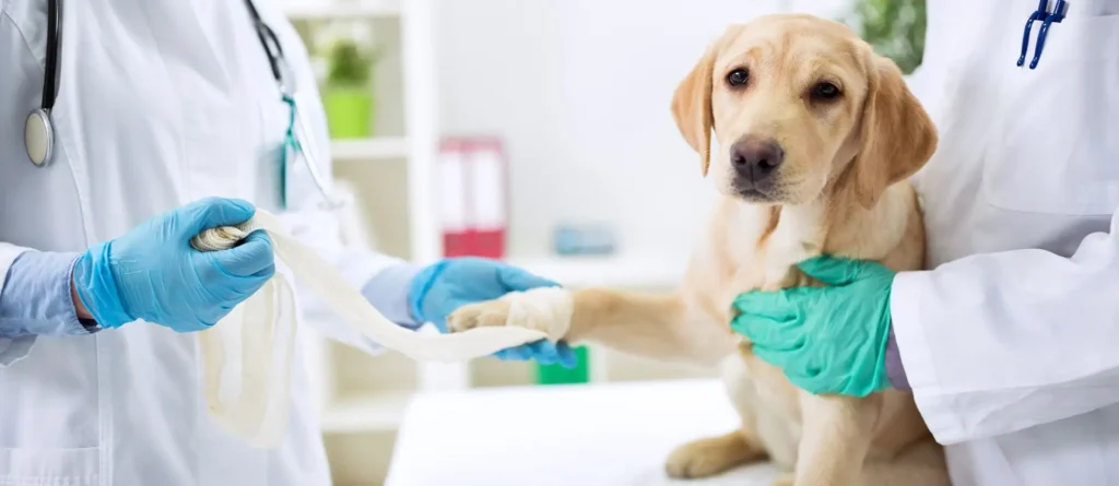 3 Myths About Animal Hospital Services Debunked