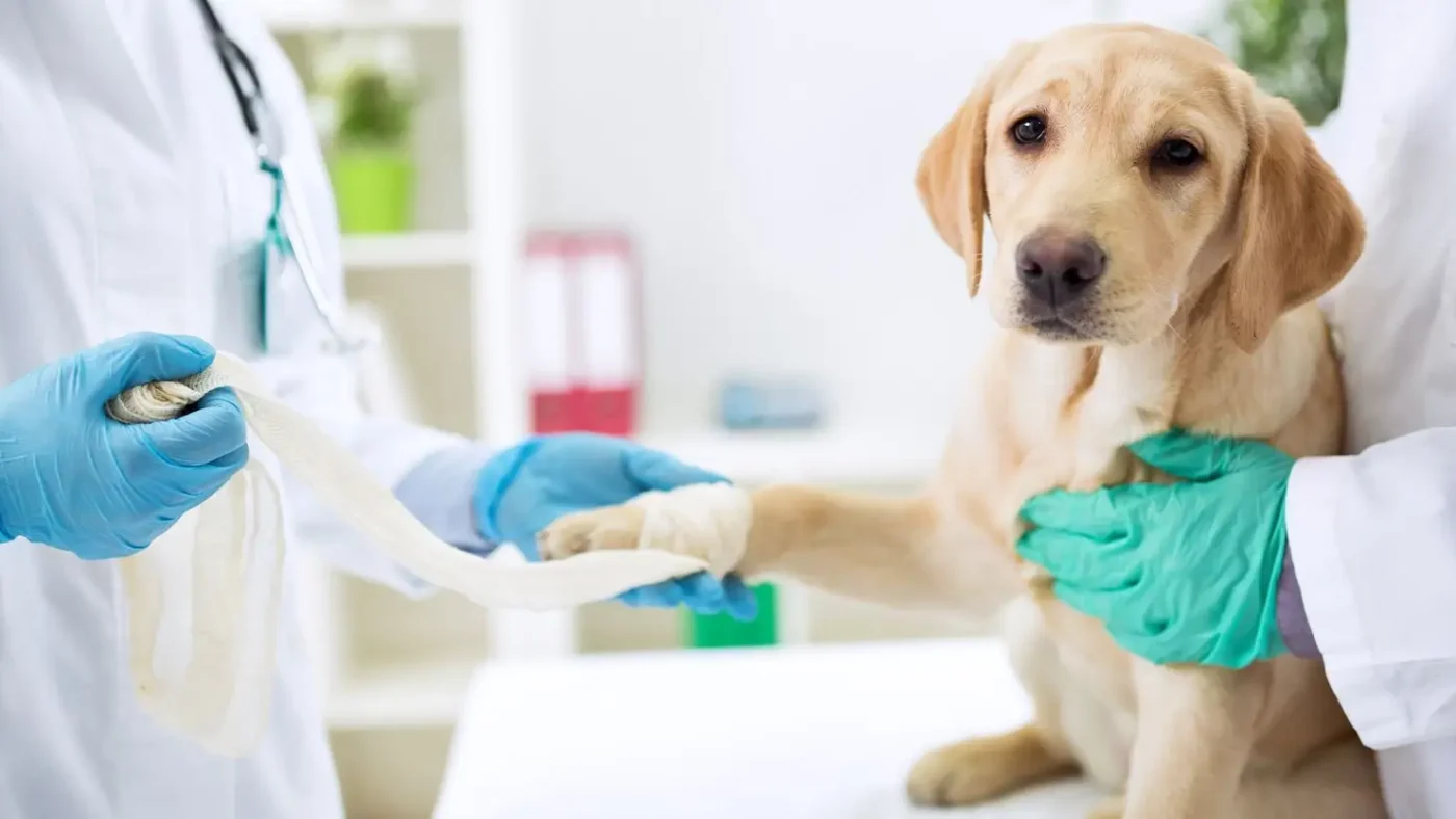 3 Myths About Animal Hospital Services Debunked