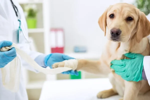 3 Myths About Animal Hospital Services Debunked