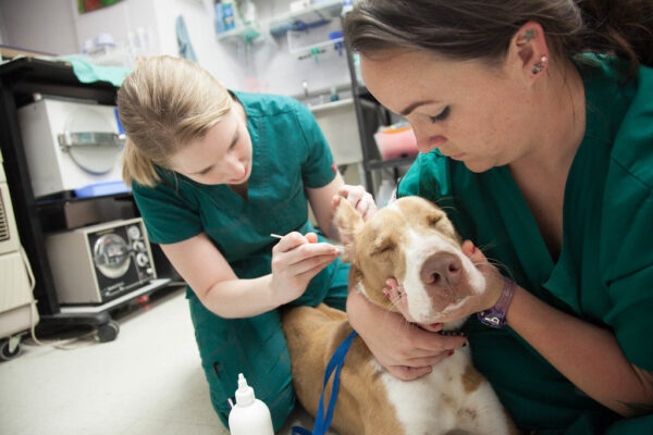 The Role of Veterinary Technicians in Hospital Care